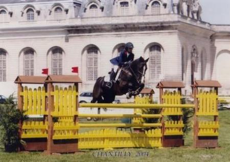 oxer jaune